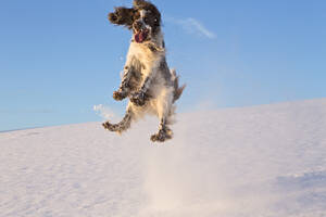 Deutschland, Bayern, Englischer Springer Spaniel spielt im Schnee - MAEF005446