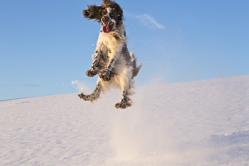 Germany, Bavaria, English Springer Spaniel playing in snow - MAEF005446
