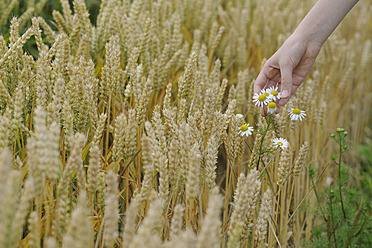 Deutschland, Hand eines jugendlichen Mädchens, das Blumen in einem Weizenfeld berührt - CRF002252