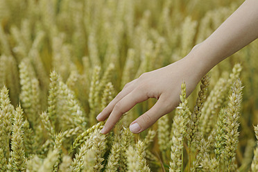 Germany, Hand of teenage girl touching wheat in wheat field, close up - CRF002251