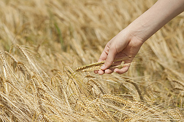 Germany, Hand of teenage girl touching barley in field - CRF002247