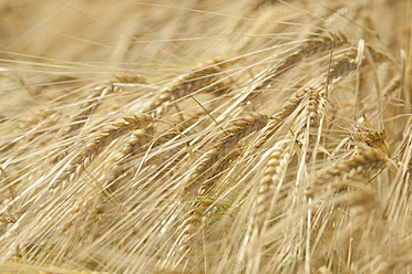 Germany, Field of barley, close up - CRF002246