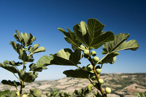 Italien, Blick auf Feigenbaum mit blauem Himmel, lizenzfreies Stockfoto