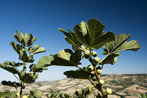 Italien, Blick auf Feigenbaum mit blauem Himmel - KAF000049
