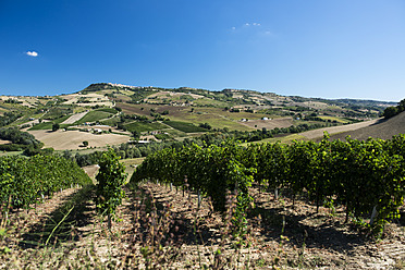 Italien, Blick auf den Weinberg - KA000047