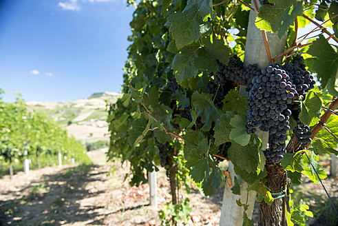Italy, View of vineyard - KAF000046