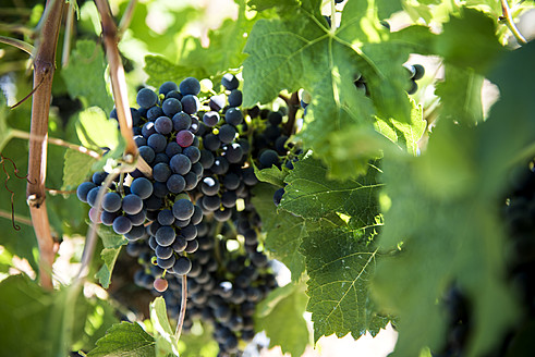 Italy, View of vineyard - KAF000045