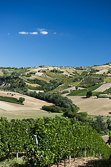 Italien, Blick auf den Weinberg - KAF000044