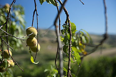 Italien, Blick auf einen Aprikosenbaum - KAF000043