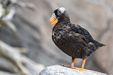 USA, Alaska, Papageientaucher auf einem Felsen sitzend, Fratercula cirrhata - FO004597