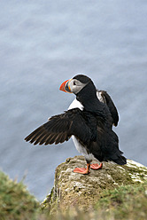 Papageientaucher mit ausgebreiteten Flügeln, Nahaufnahme - HLF000016