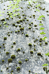 Germany, Moss on concrete wall - TCF003162