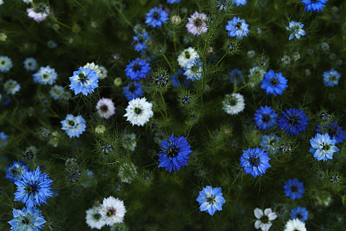 Deutschland, Nigella Damascena Blume, Nahaufnahme - TCF003183