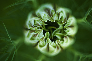 Deutschland, Nigella Damascena Blume, Nahaufnahme - TCF003190