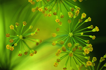 Germany, Dill flower, close up - TCF003192