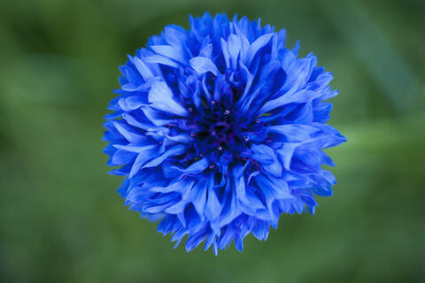 Deutschland, Bluebottle Blume, Nahaufnahme, lizenzfreies Stockfoto