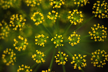 Germany, Dill flower, close up - TCF003195