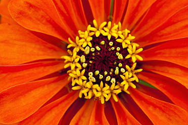 Deutschland, Zinnienblüte, Nahaufnahme - TCF003196