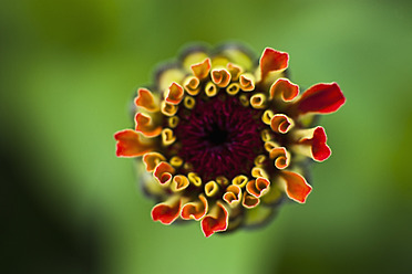 Deutschland, Zinnienblüte, Nahaufnahme - TCF003199