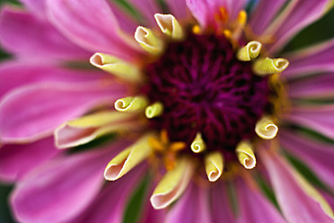 Deutschland, Zinnienblüte, Nahaufnahme - TCF003202