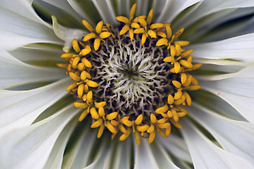 Germany, Zinnia flower, close up - TCF003204