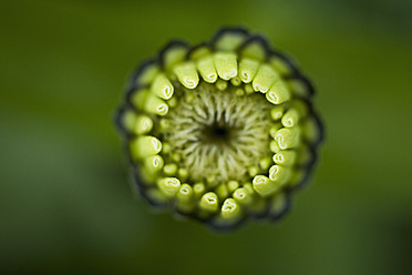 Deutschland, Zinnienblüte, Nahaufnahme - TCF003206