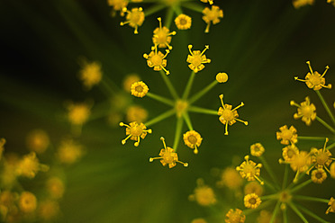 Germany, Dill flower, close up - TCF003208