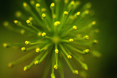 Germany, Dill flower, close up - TCF003209