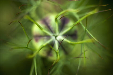 Deutschland, Nigella Damascena, Nahaufnahme, lizenzfreies Stockfoto