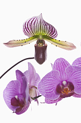 Orchideen auf weißem Hintergrund, Nahaufnahme - UMF000575