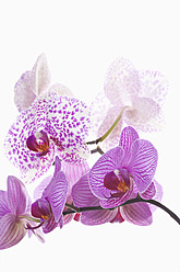 Orchideen auf weißem Hintergrund, Nahaufnahme - UMF000576