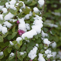 Deutschland, Strauch mit rosa Beeren mit Schnee bedeckt - HLF000018