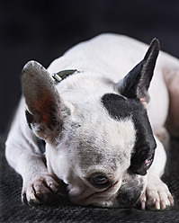 Französische Bulldogge, Nahaufnahme - BSCF000216