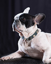 Französische Bulldogge, Nahaufnahme - BSCF000215