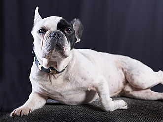 Französische Bulldogge, Nahaufnahme - BSCF000212