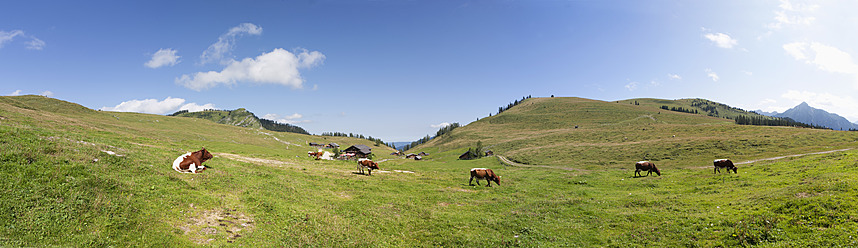 Österreich, Blick auf eine grasende Kuh auf einer Alm bei der Postalm - WWF002600