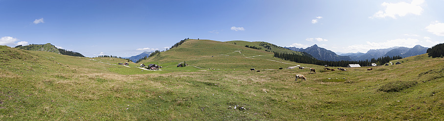 Österreich, Blick auf eine grasende Kuh auf einer Alm bei der Postalm - WW002602