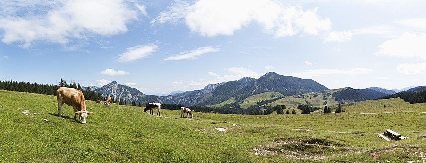 Österreich, Kuh auf der Postalm auf der Alm - WWF002606