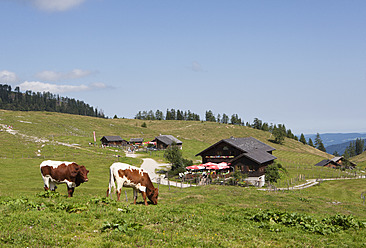 Austria, View of cow grazing on alp pasture at Postalm - WW002609