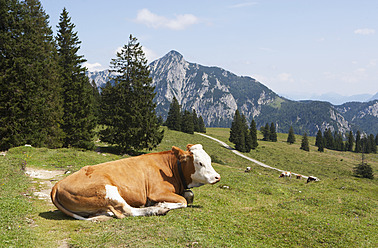 Austria, View of cow sitting on alp pasture at Postalm, Rinnkogel mountain in background - WWF002611