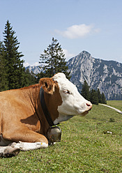 Österreich, Blick auf eine Kuh auf einer Alm bei der Postalm, im Hintergrund der Rinnkogel - WWF002612