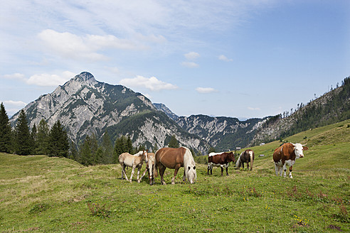 Österreich, Blick auf eine Kuh und ein Pferd, die auf der Postalm grasen, im Hintergrund der Rinnkogel - WWF002613