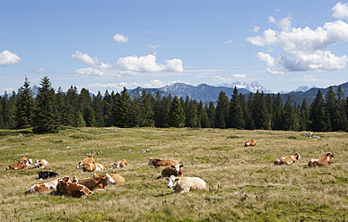 Austria, Salzkammergut, Cow sitting in pasture at Illinger Alp - WWF002620