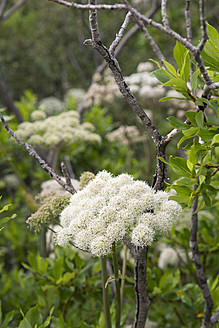 Iceland, View of wild Angelica - HL000030