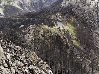 Spain, La Gomera, Fire damage in Garajonay National Park - SIE003113