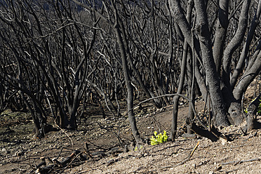 Spain, La Gomera, Fire damage in Garajonay National Park - SIEF003116