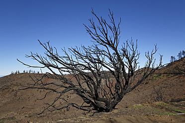 Spain, La Gomera, Fire damage in Garajonay National Park - SIE003117