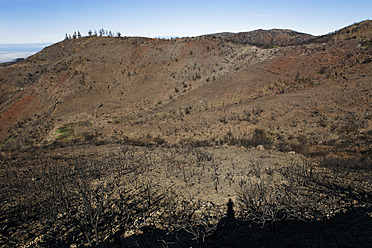 Spain, La Gomera, Fire damage in Garajonay National Park - SIE003118