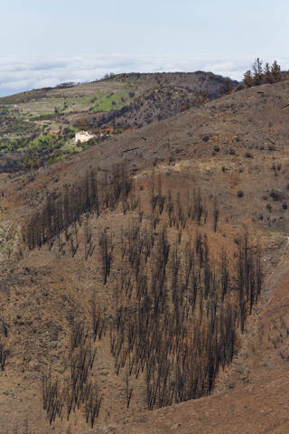 Spanien, La Gomera, Brandschäden im Nationalpark Garajonay, lizenzfreies Stockfoto