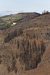 Spain, La Gomera, Fire damage in Garajonay National Park - SIE003119